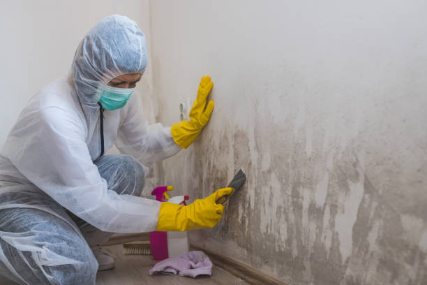 Best Environmental Consulting for Mold Prevention  in Manitou Beach Devils Lake, MI