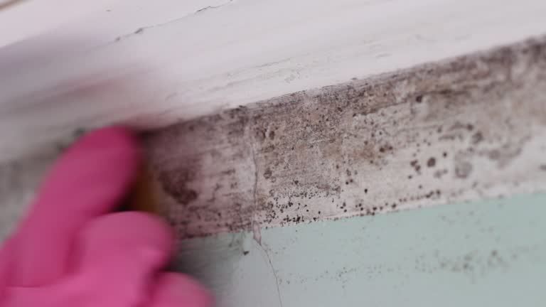Best HVAC Mold Inspection and Cleaning  in Manitou Beach Devils Lake, MI